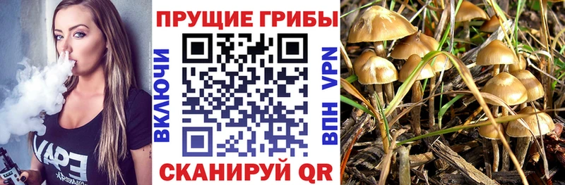 Псилоцибиновые грибы Psilocybine cubensis  закладки  Арамиль 